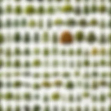 Diverse Tree Species Overview Detailed illustration showcasing diverse tree species